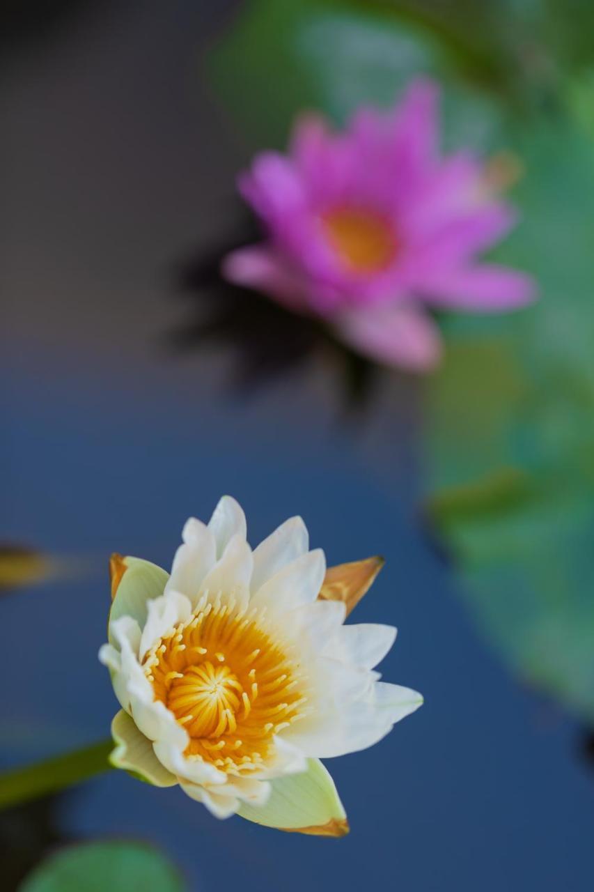 Villa Lotus 8 坎古 外观 照片